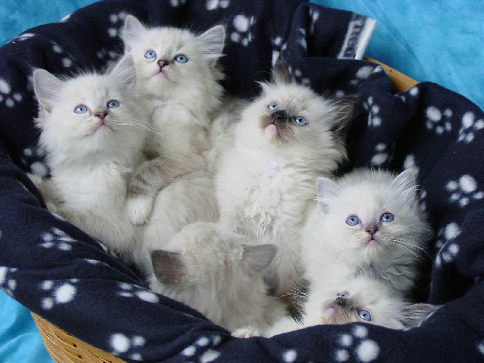Basket Of Kittens